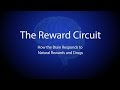 The Reward Circuit: How the Brain Responds to Natural Rewards and Drugs 