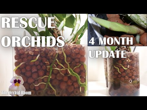 Rescue Orchids Project : 4 Month Update! Orchid Recovery Series #5