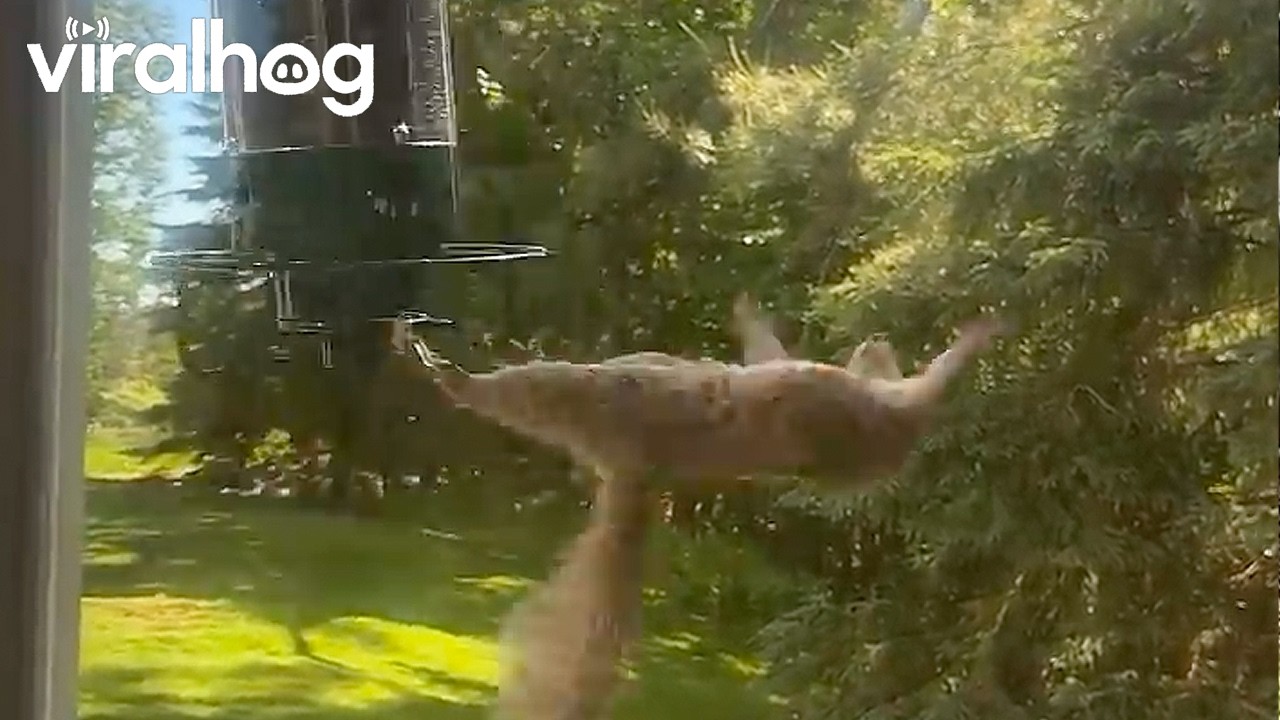 Dizzy Squirrel is Having a Rough Monday || ViralHog