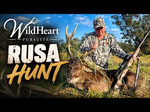 Rusa Stag Hunt | Back In at Last Light | WildHeart Pursuits