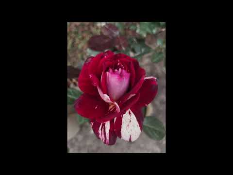 Rose compilation vol. 4 #rose #garden #nature