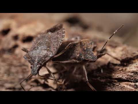 Braon mramoraste stenice primećene u zasadima jabuke