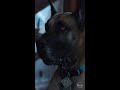 Scooby Doo S Real Monster
