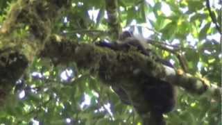preview picture of video 'Costarican Capuchin Monkeys in the Wild'