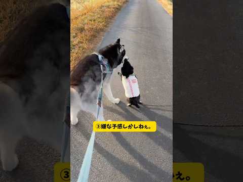 全く違う多頭犬種のお散歩で必ず起きる現象がこちら…#柴犬#シベリアンハスキー#ボーダーコリー#ポメラニアン #short #shorts #shortsvideo