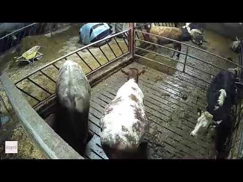 Foaling-Laming-Security- Rotating-Phone - Image 2