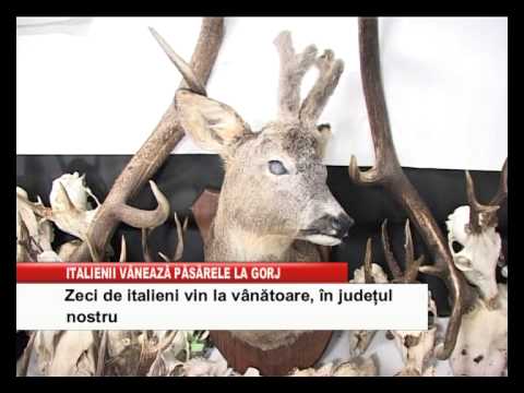 zeci de italieni vin la vanatoare in judetul gorj