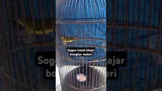 Download lagu Sogon trotol materi belalang emas mp3