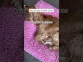 Barneycles Towel Cover