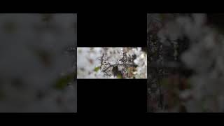 【#盗作】【#ヨルシカ】【#shorts】【#永久機関】  #盗作 #ヨルシカ  プロフよりYouTube fullへ飛べます！ #初音ミク #anime  #hatsunemiku