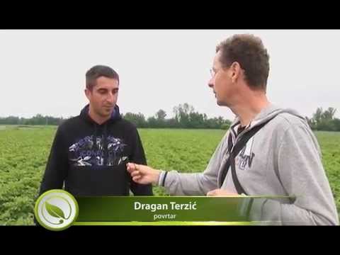 Efikasni preparati za borbu sa plamenjačom i krompirovom zlaticom_400_16.05.2015.