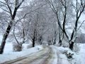 Чайковский - Времена года - Ноябрь 