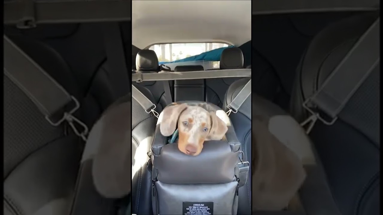 In his new car seat #minidachshund #dachshundpuppy #cutepuppy #dappledachshund #romeo