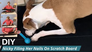 How to Make a DIY Dog Scratchboard and Watch My Pup File Her Own Nails!