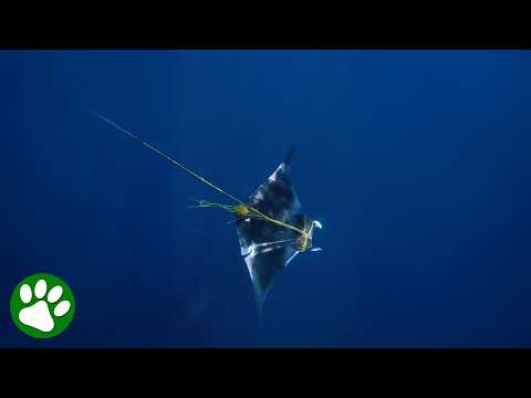 Divers Save Incredible Sea Creature from Fishing Rope