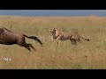 BBC Motion Gallery Showreels Gone Bad Natural History