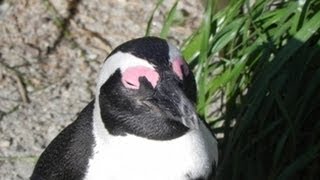 preview picture of video 'African Penguins of Boulders Beach, South Africa.'