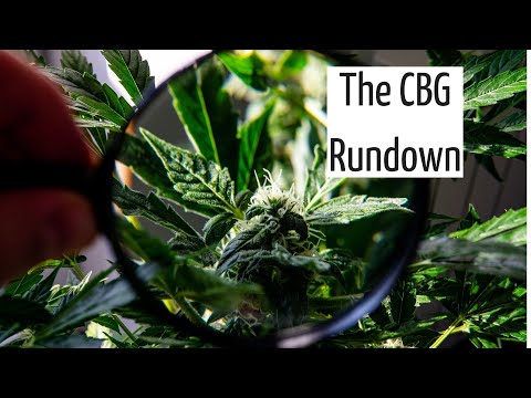 The CBG Rundown | Discover Marijuana