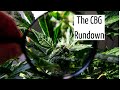 The CBG Rundown Discover Marijuana