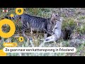 Boswachters op Texel gaan zwerfkatten vangen