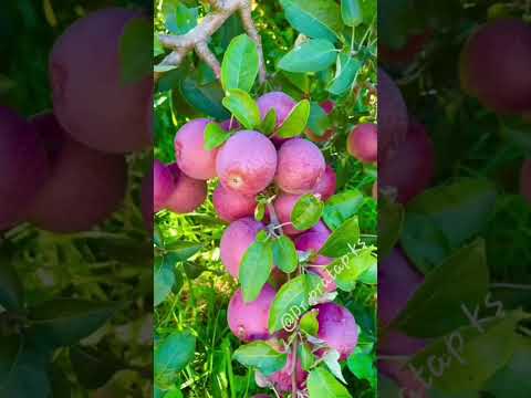 Beautiful of Nature- season of Fruits || Dr.pratap ks