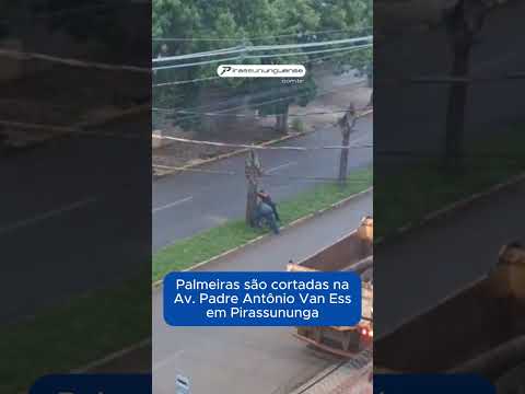 Palmeiras são cortadas na Avenida Padre Antônio Van Ess em Pirassununga
