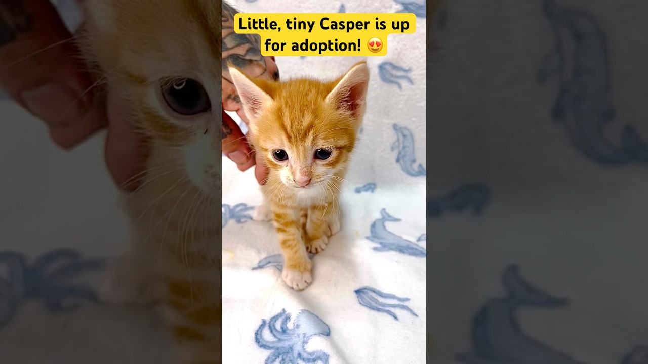 Enlarge Casper, a ADOPTABLE American Shorthair in Fort Pierce, FL video 5/5