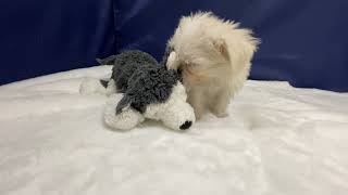 ハーフ犬の動画01