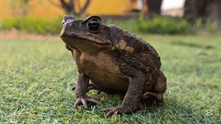Cane toad | Тростниковая жаба и стеклянная дверь