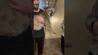 Big Dog and Big Cat didn&#39;t get along with each other.