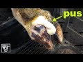 HUGE PUS ABSCESS in COWS HOOF | The Hoof GP