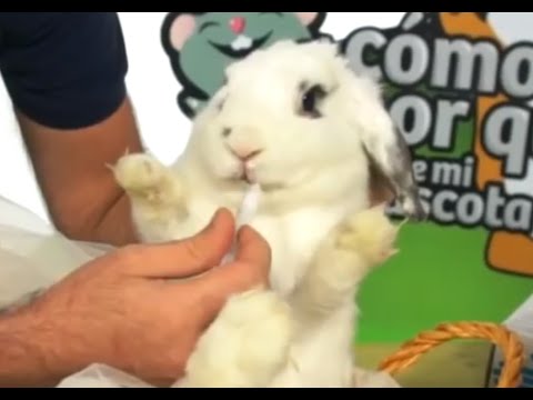 Come accettare trikhopol a vermi Che combattere contro vermi