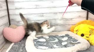 サイベリアンの動画01