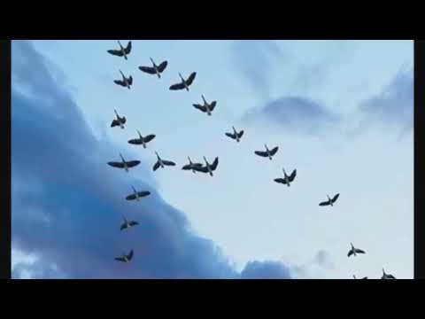 El vuelo de los gansos