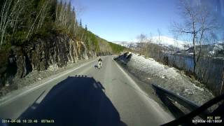 Lucky moose - heldig elg :-)