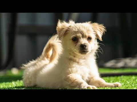 FARRAH - video to view, an adopted Havanese & Spaniel Mix in Kingwood, TX_image-1