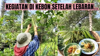 VIDIO 10 JAM DIKEBON…MASAK MERAWAT TANAMAN DAN PETIK SAYURAN