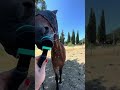 Gelding French Trotter For sale 2020 Bay
