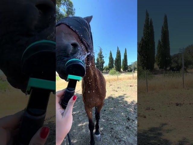 Gelding French Trotter For sale 2020 Bay