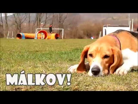 Agility training | 3. 4. 2016 | MÁLKOV
