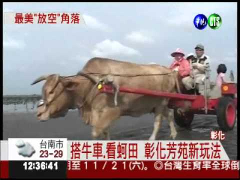 搭牛車.看蚵田 彰化好好玩!