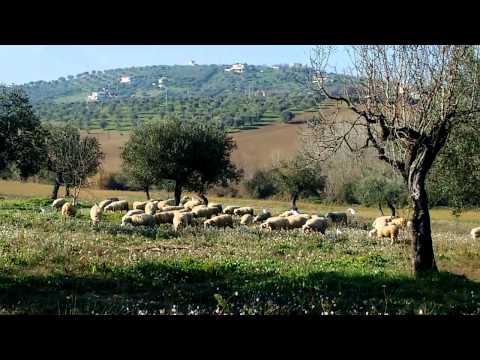 Gregge al pascolo con uccelli.