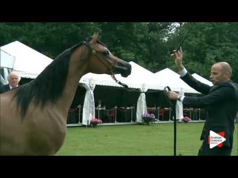 N.164 AJA JUSTINA - Bruges 2016 - Fillies 2 years old (Class 105)