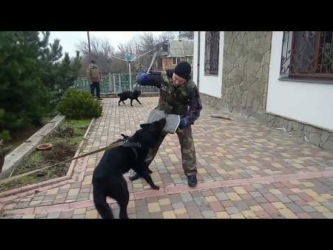 Обучение защите. Немецкая овчарка рабочего разведение