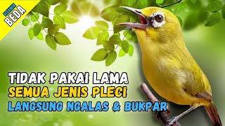 Download lagu Pancingan PLECI Malas Bunyi Dalam Hitungan Menit PLECI Lain Langsung Nyaut GACOR & BUKPAR mp3 Download lagu Pancingan PLECI Malas Bunyi Dalam Hitungan Menit PLECI Lain Langsung Nyaut GACOR & BUKPAR mp3