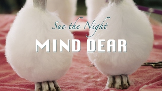 Sue the Night - Mind Dear (Official Video)