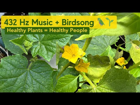 432 Hz Music for Garden Plants + Healing Birdsong for Plant Growth 🌱 Healthy Plants = Healthy People