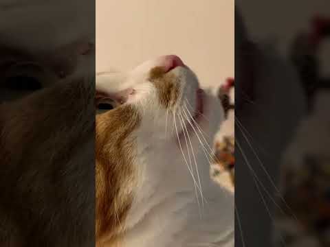Anyone else’s cats do that open-mouth purr? 😂