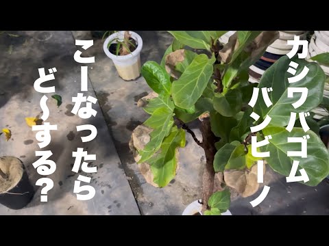 ヒツジベラについて詳しく解説