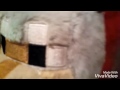 The Furball Adventure Theme Song